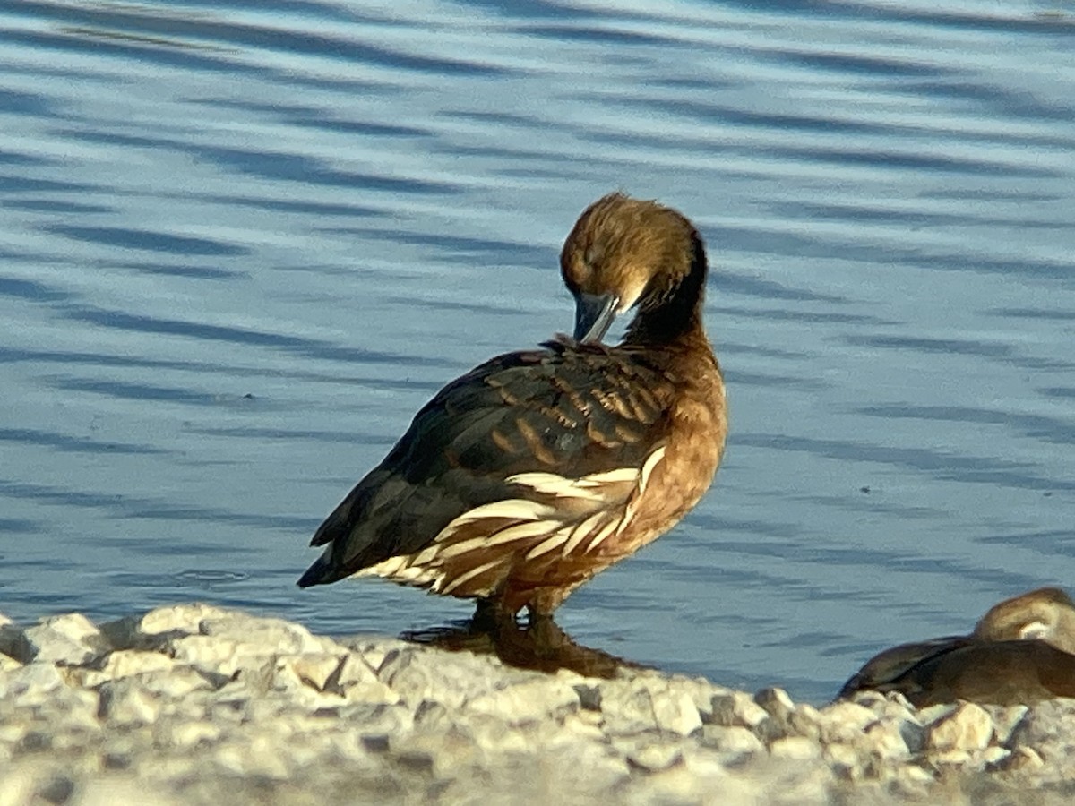 Fulvous Whistling-Duck - ML645325658