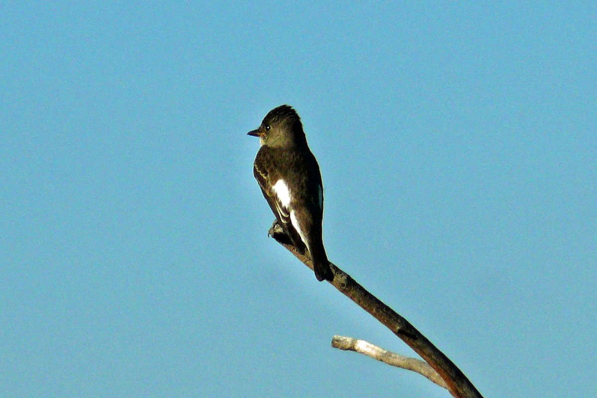 Olive-sided Flycatcher - ML645325678