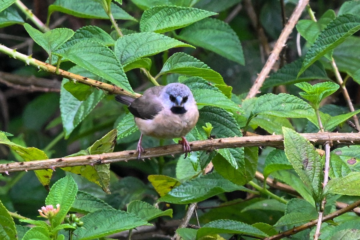 gassermannikin - ML645325703