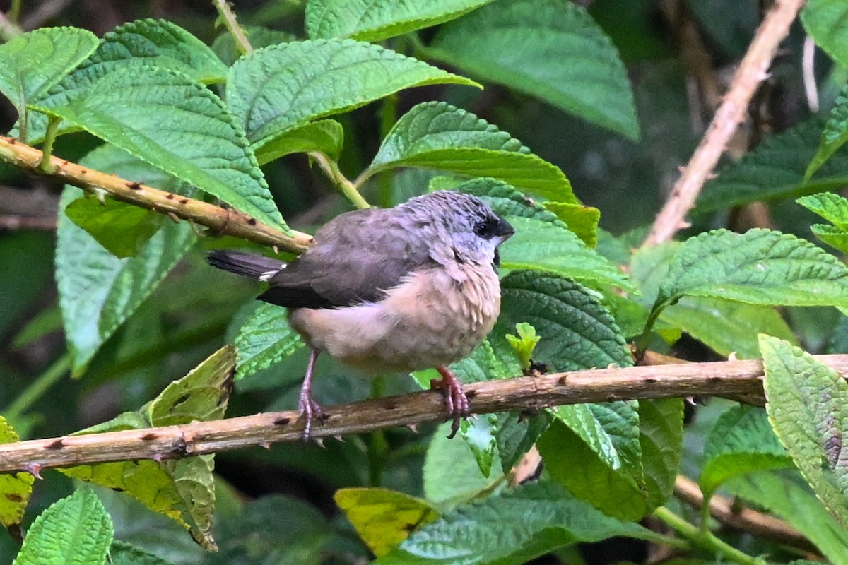 gassermannikin - ML645325704