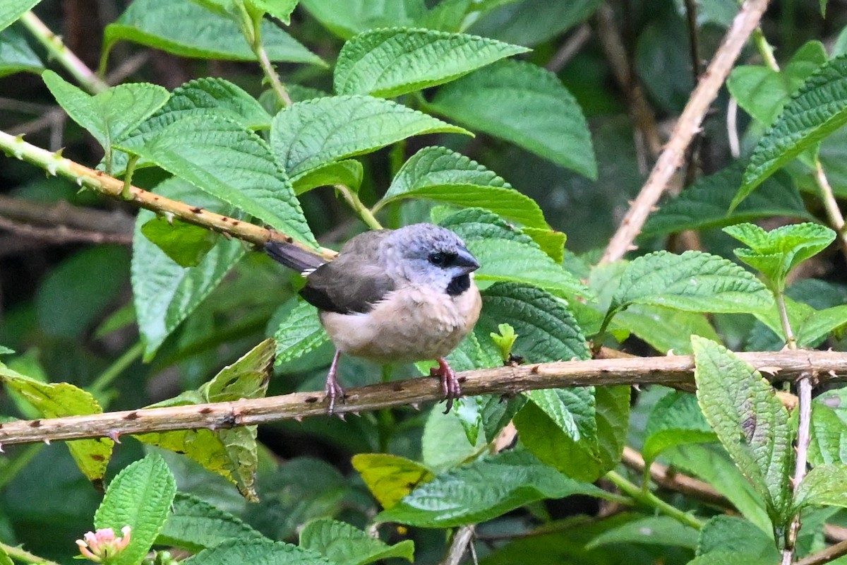 gassermannikin - ML645325705