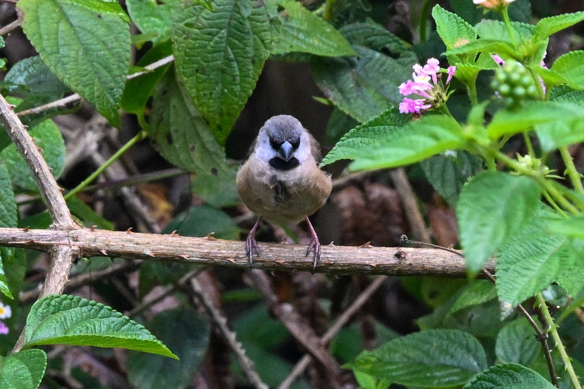 gassermannikin - ML645325706