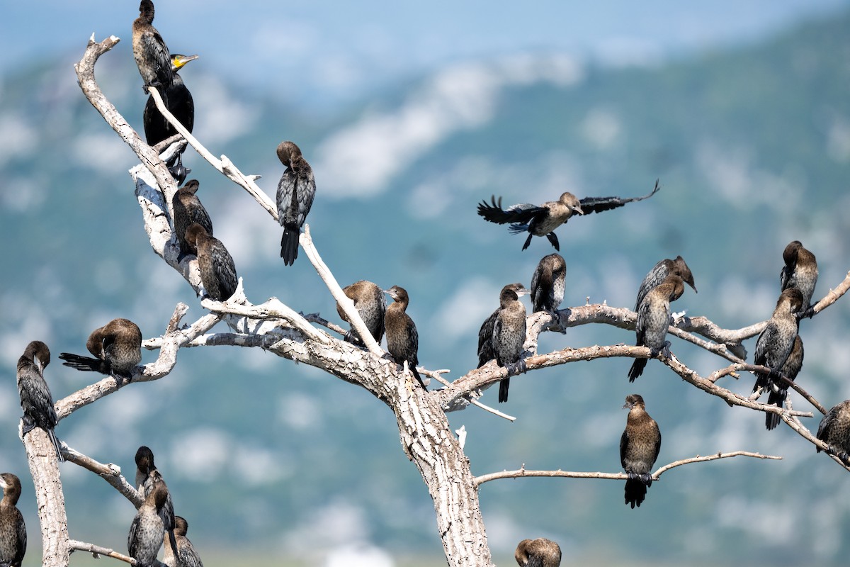 Ubarroi txikia - ML645325709