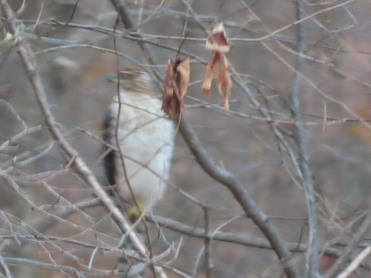Cooper's Hawk - ML645325717