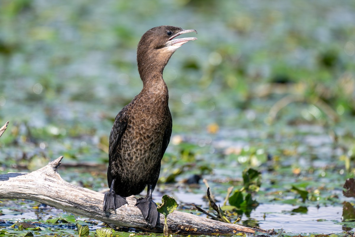 Ubarroi txikia - ML645325718