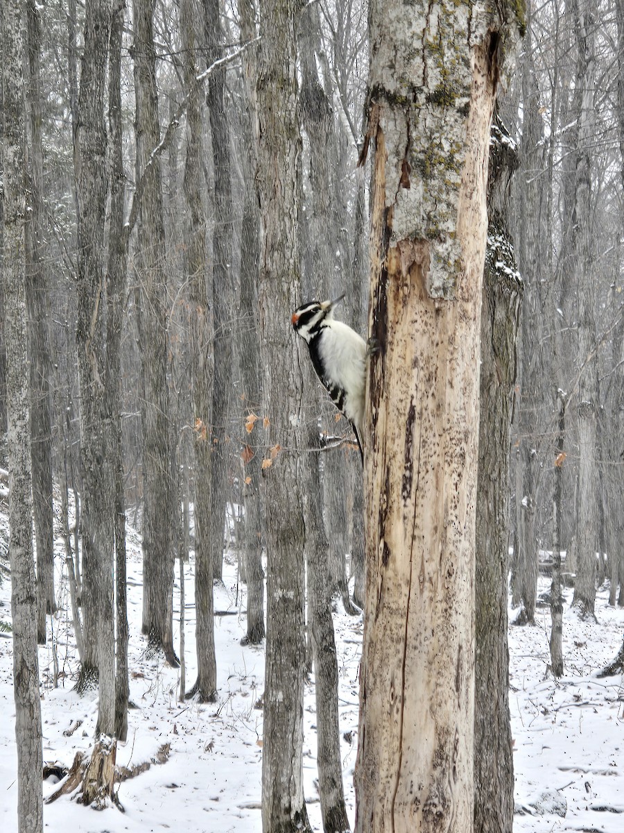 Hairy Woodpecker - ML645325725
