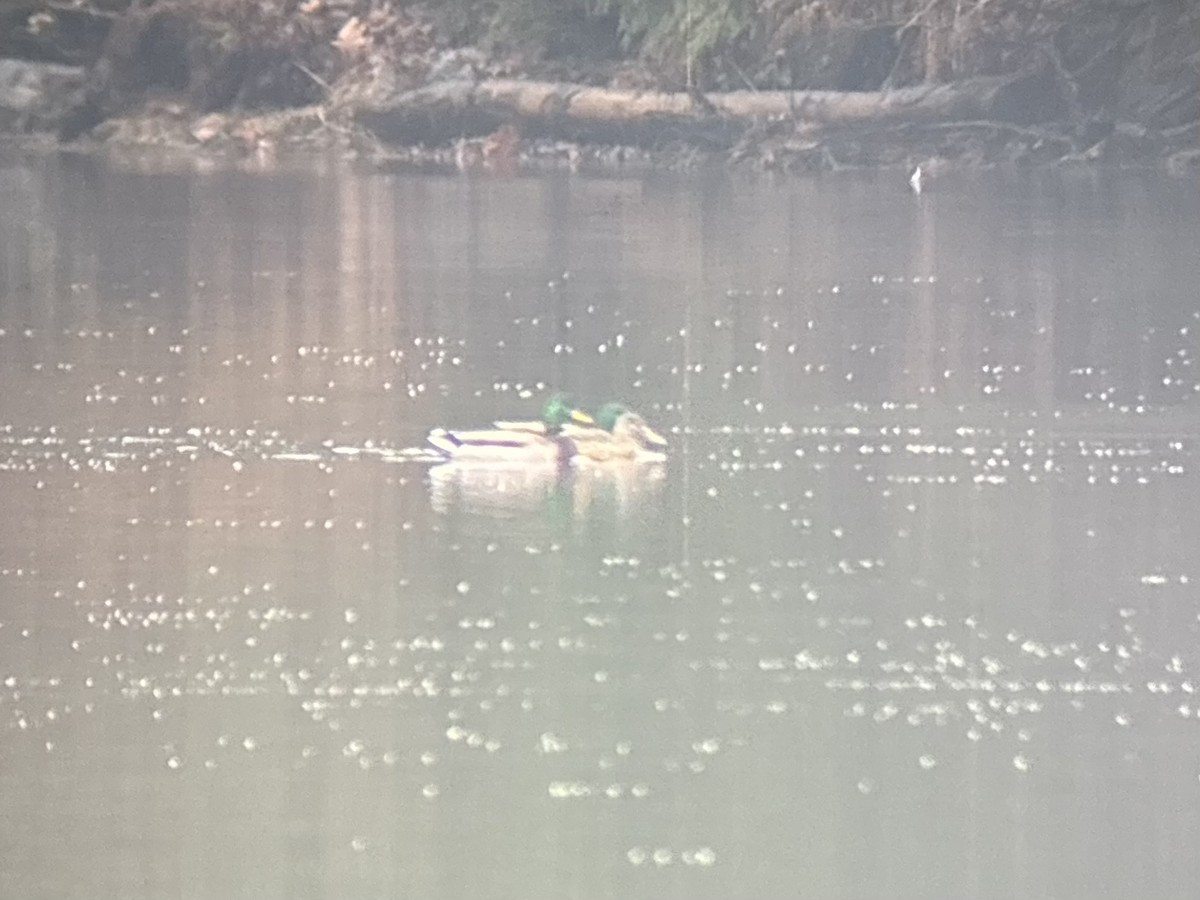 Northern Shoveler - ML645325733