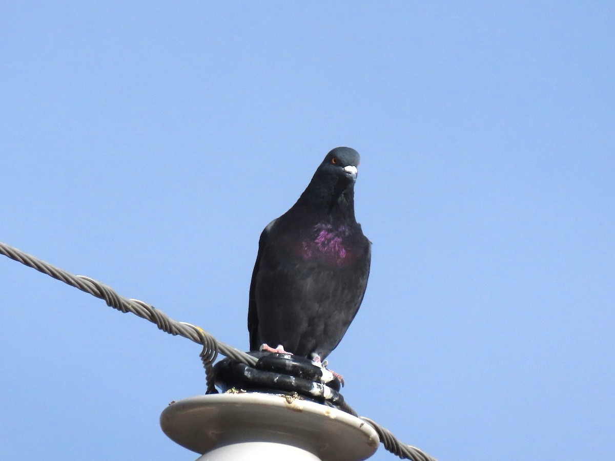 Piccione domestico - ML645325735