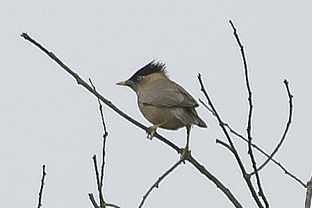 Браминский скворец - ML645325736