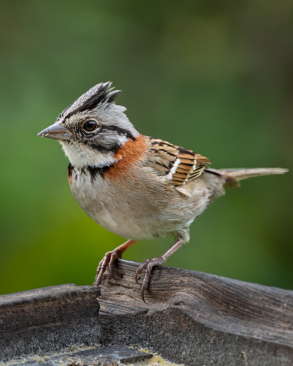 Rufous-collared Sparrow - ML645325743