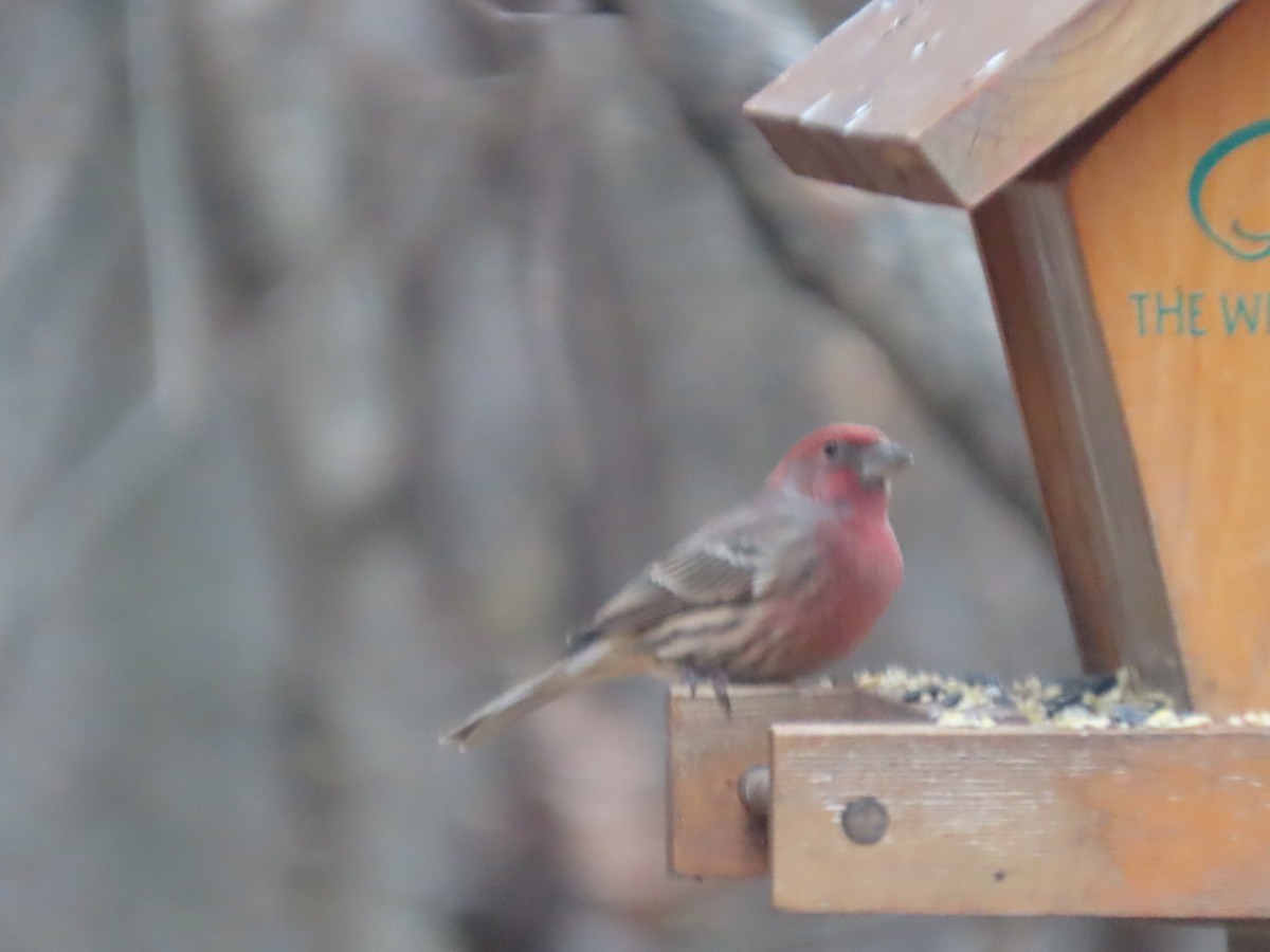 House Finch - ML645325745