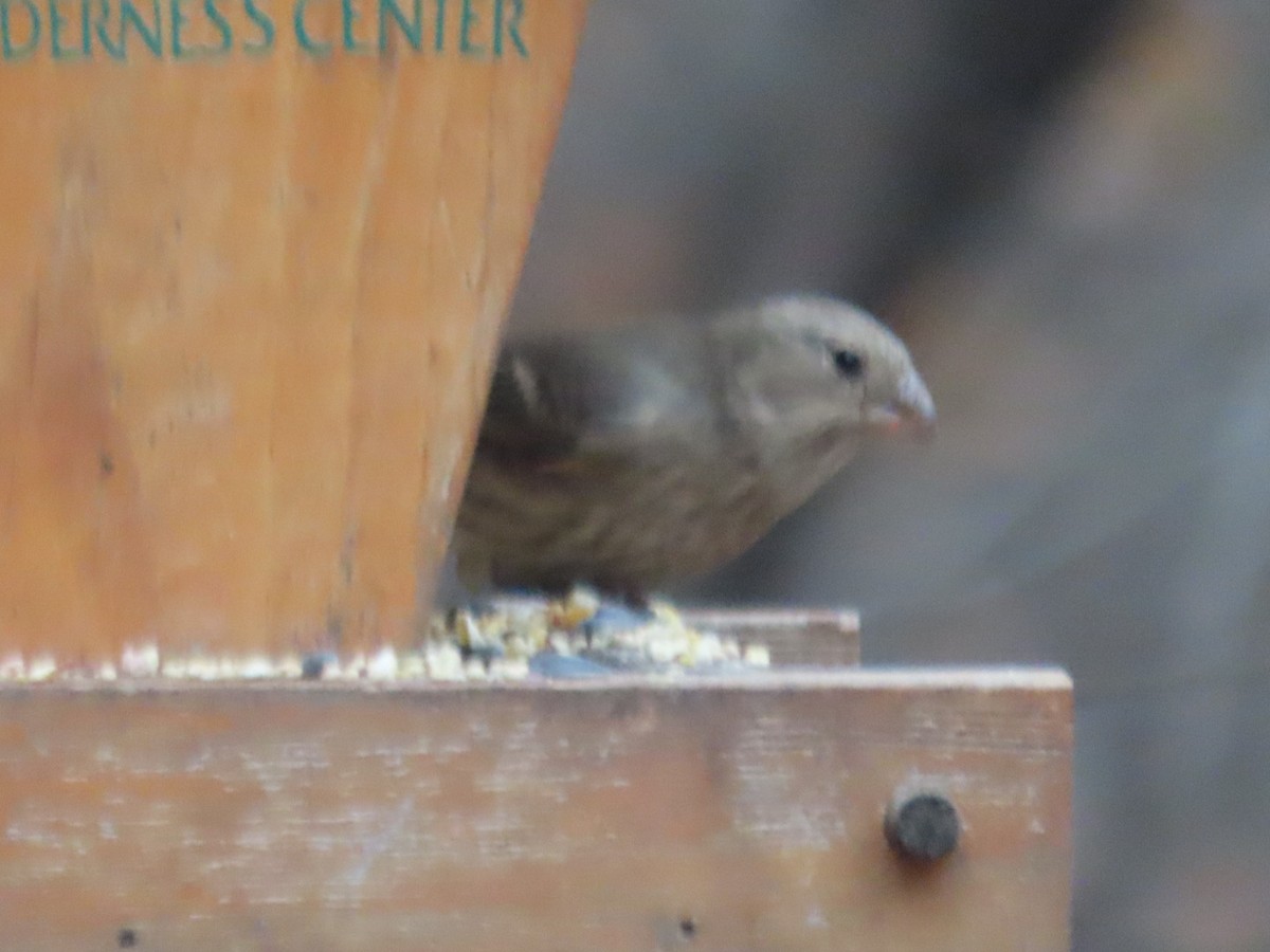 House Finch - ML645325746