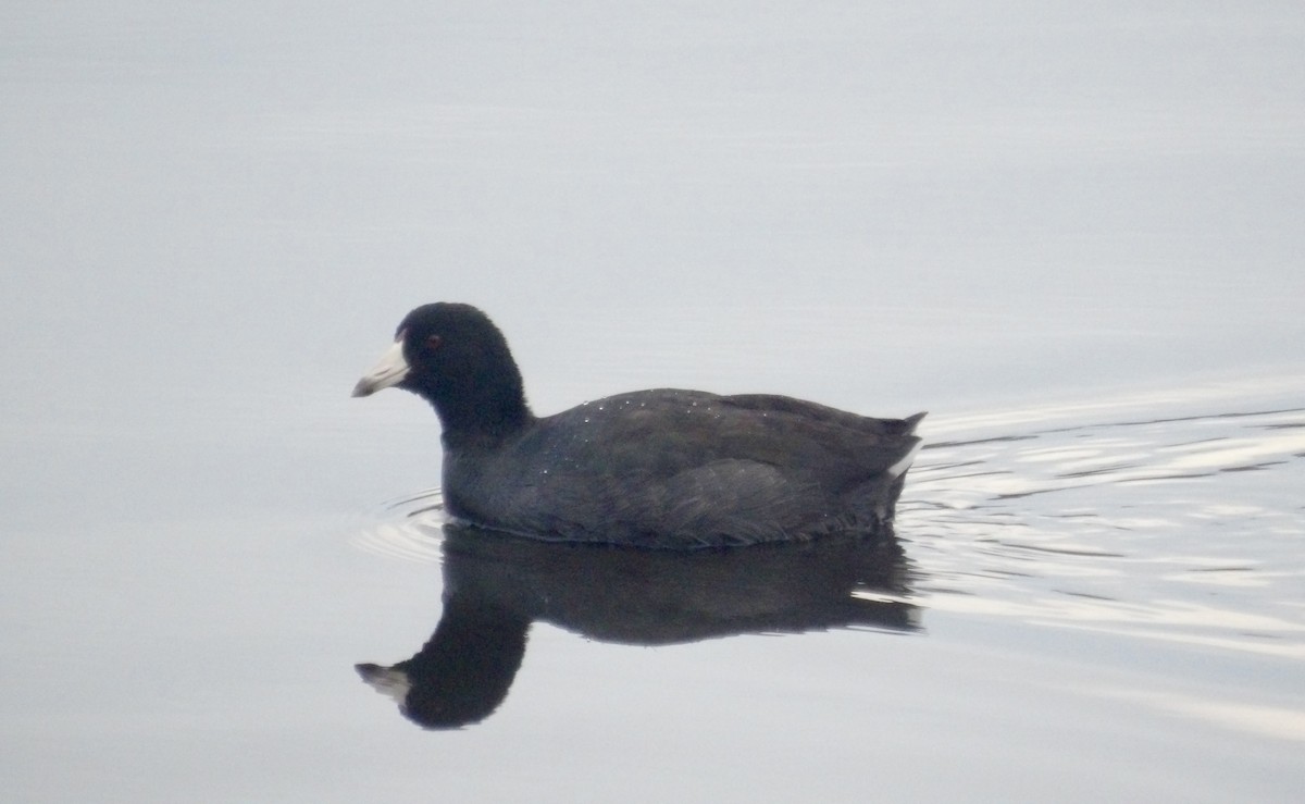 אגמית אמריקנית - ML645325752