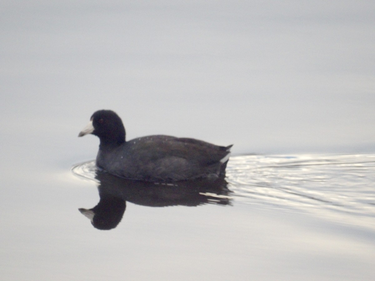 אגמית אמריקנית - ML645325753