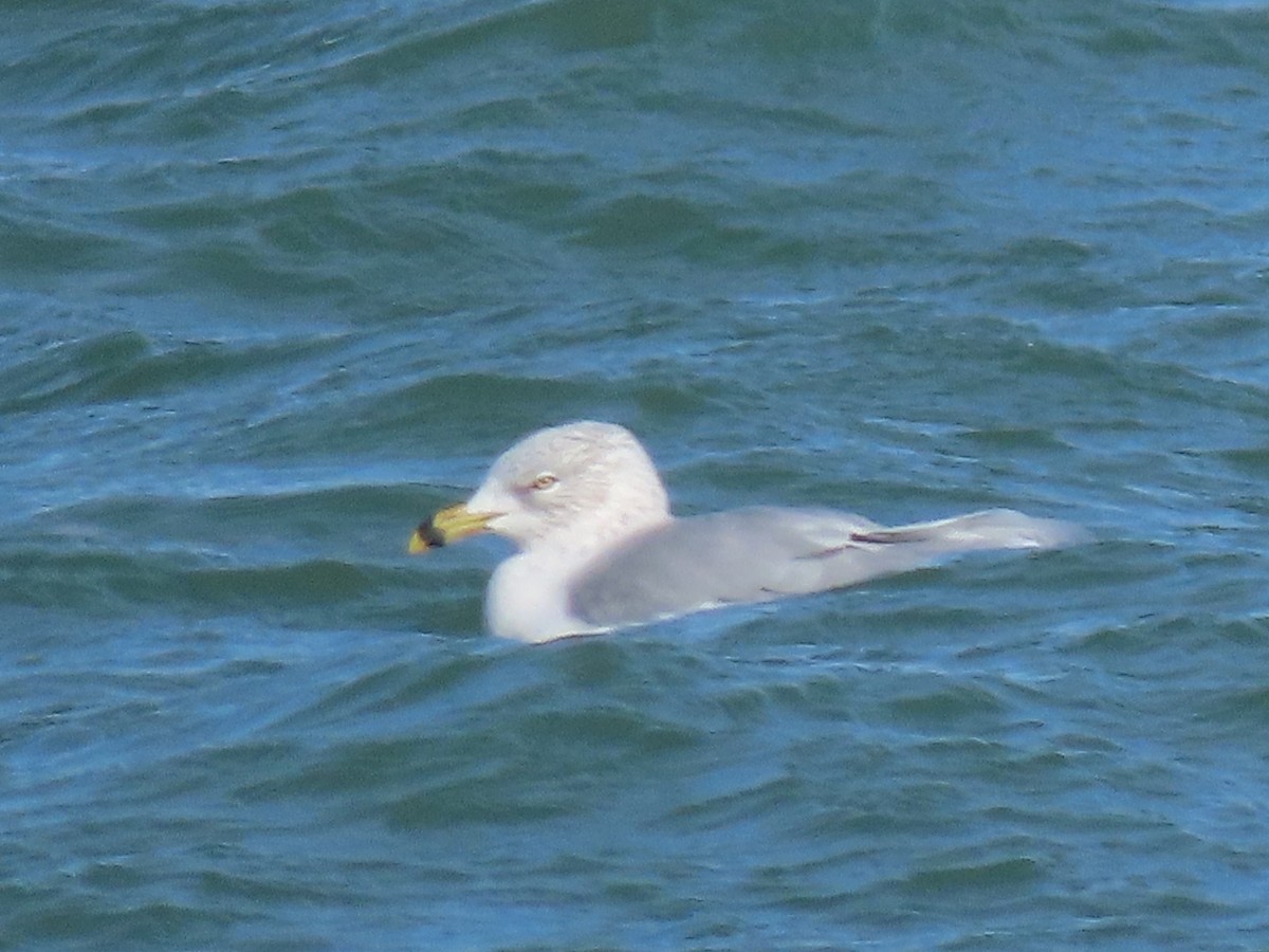 Gavina americana - ML645325758