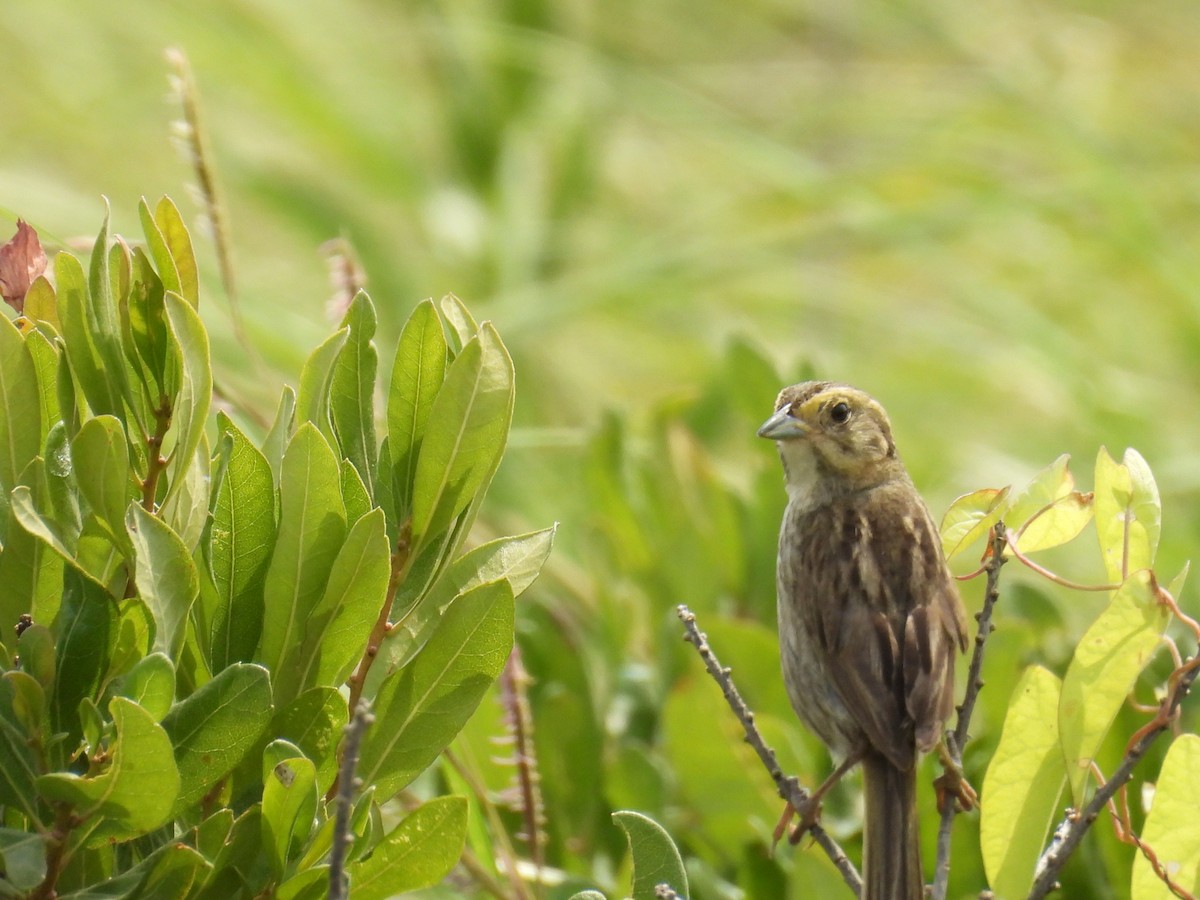 Chingolo de Nelson - ML645325759