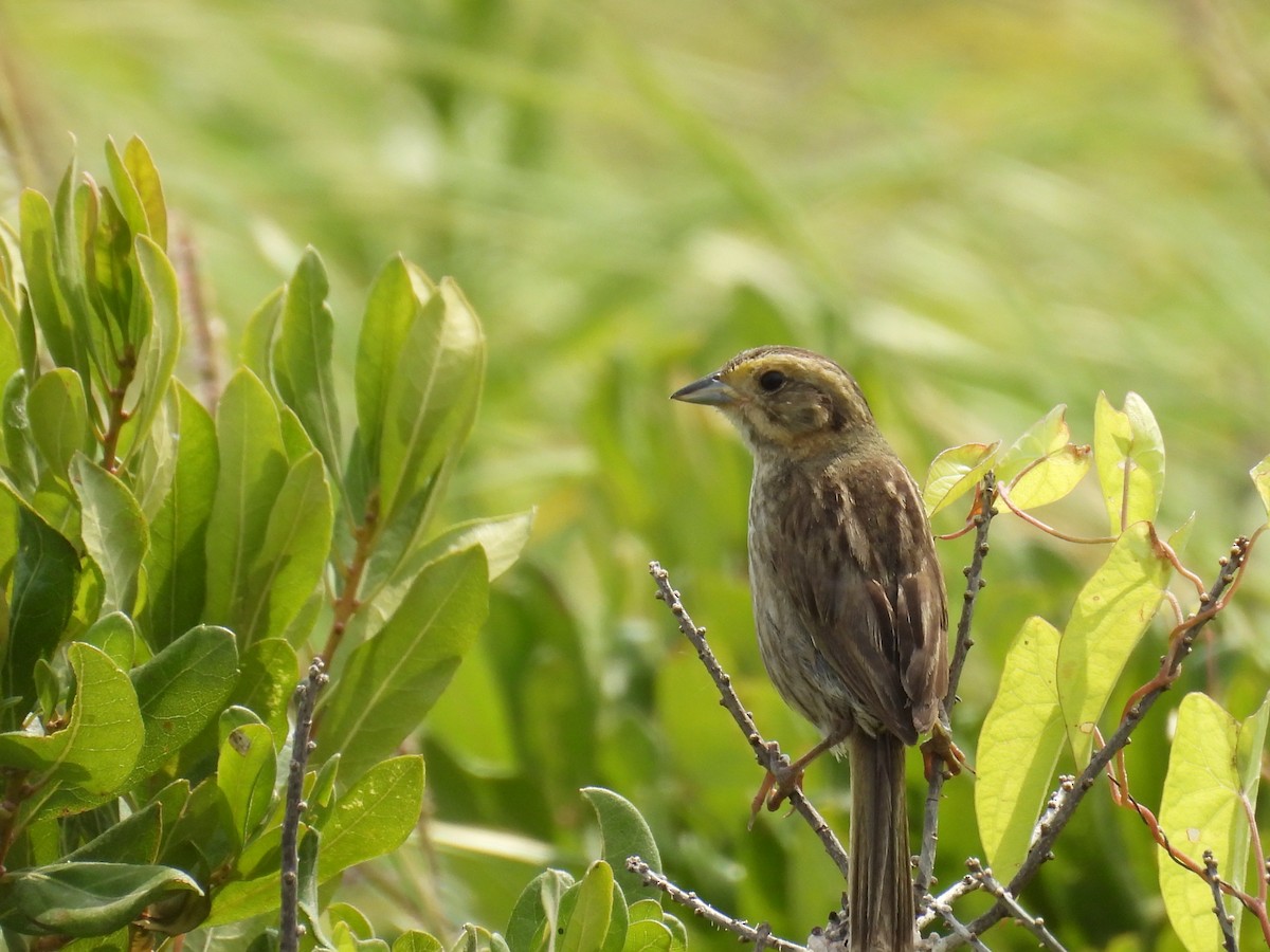 Chingolo de Nelson - ML645325760