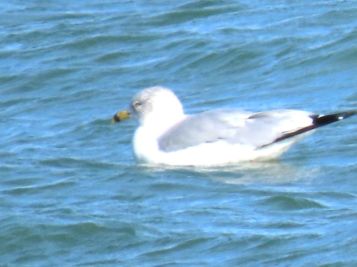 Gavina americana - ML645325762