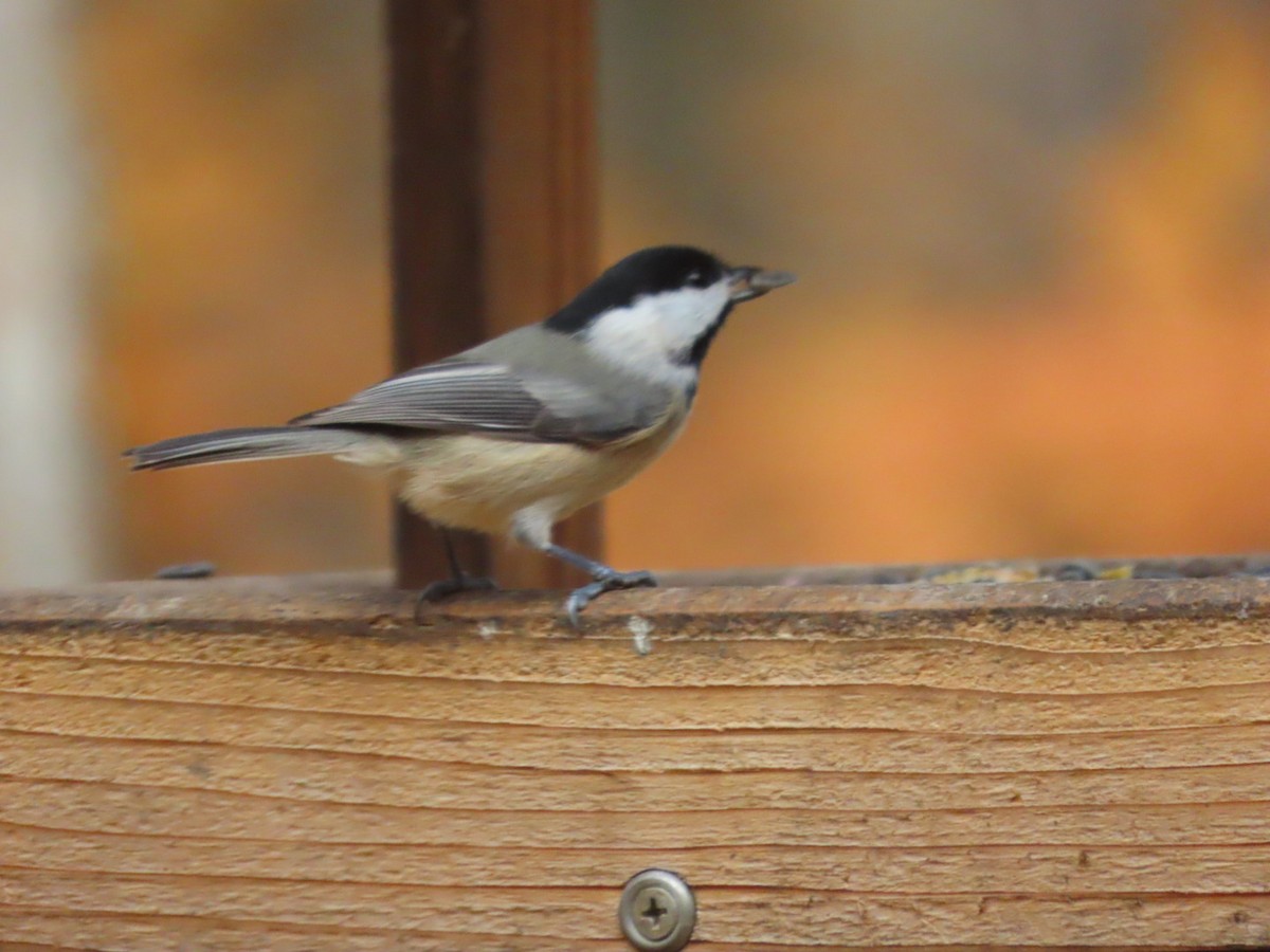 Carolina/Black-capped Chickadee - ML645325763