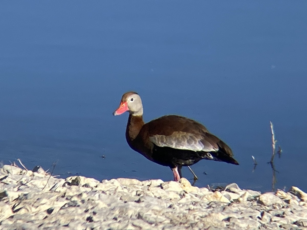 Black-bellied Whistling-Duck - ML645325771