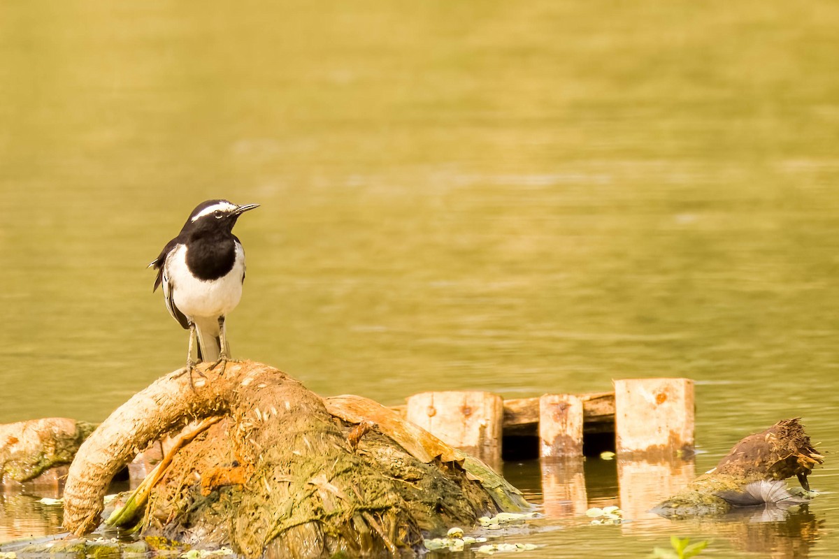 Bergeronnette indienne - ML645325779