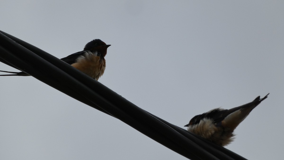 Ластівка сільська - ML645325785