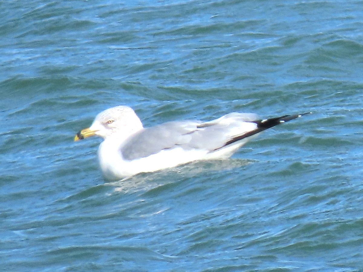 Gavina americana - ML645325786