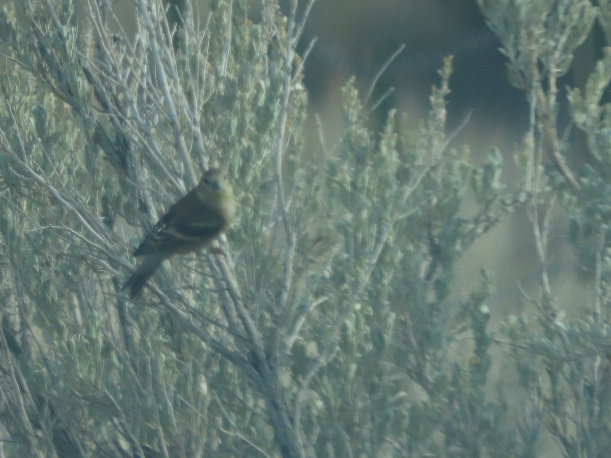 American Goldfinch - ML645325798