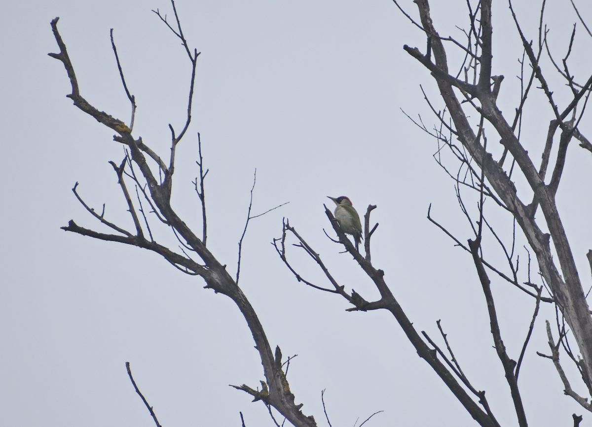 žluna zelená - ML645325805