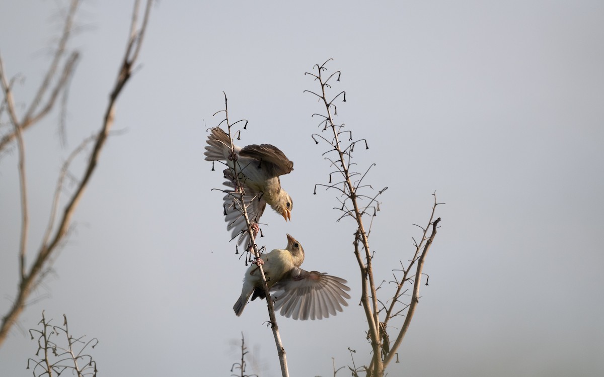 Baya Weaver - ML645325832