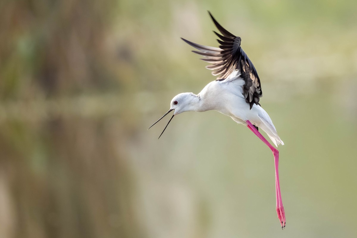 高蹺鴴 - ML645325834