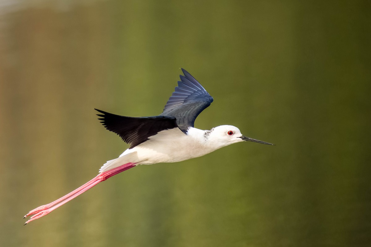 高蹺鴴 - ML645325835