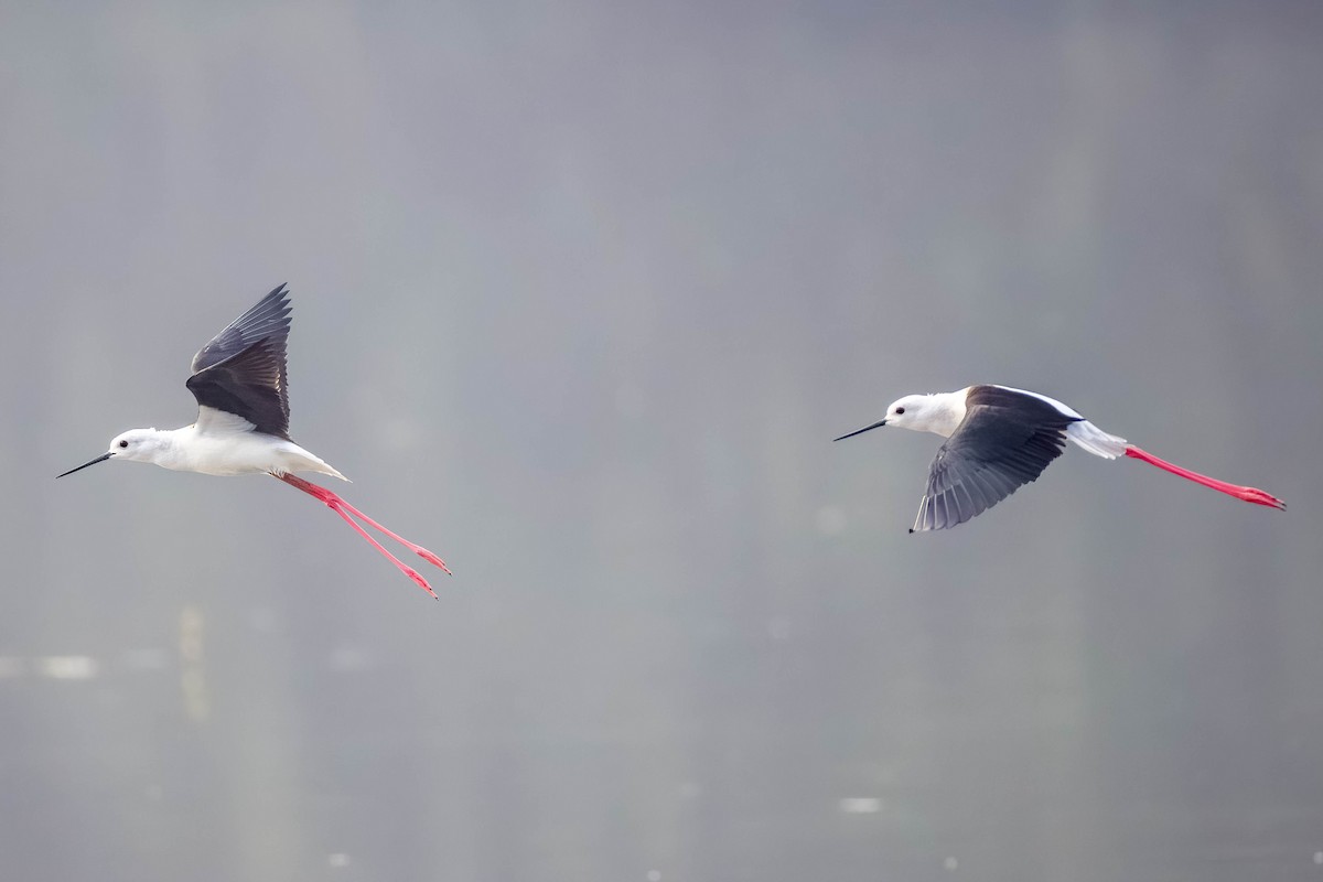 高蹺鴴 - ML645325836