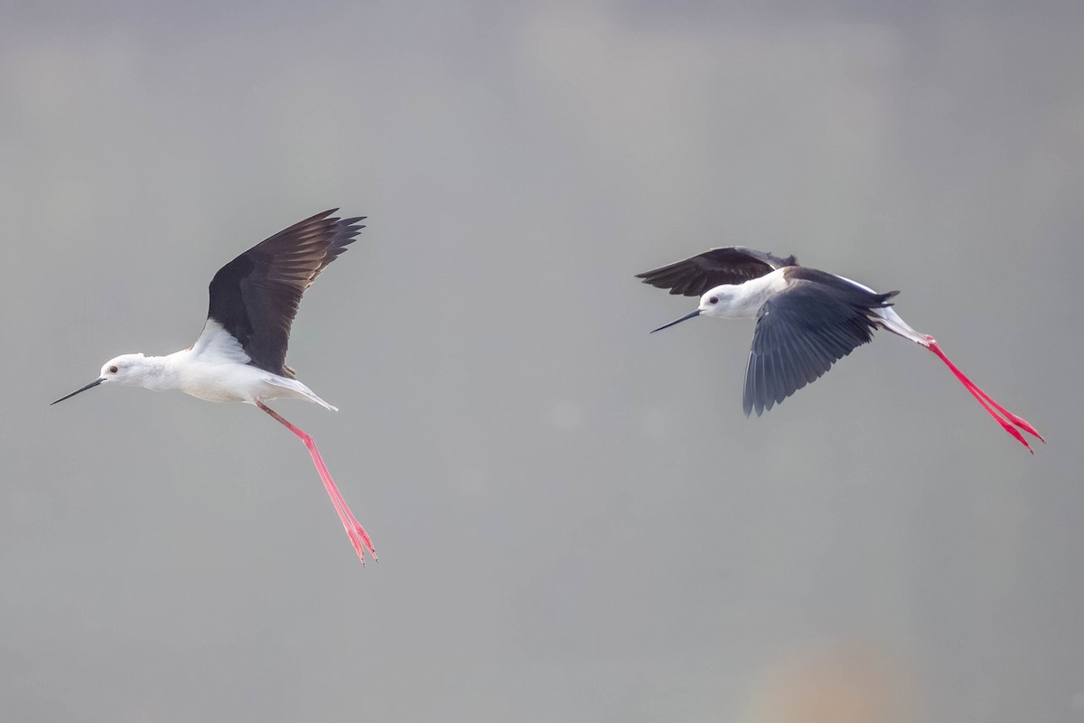 高蹺鴴 - ML645325837