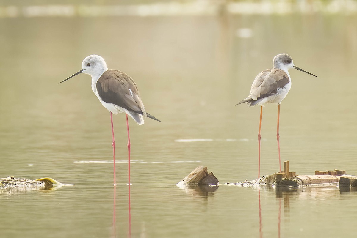 高蹺鴴 - ML645325838