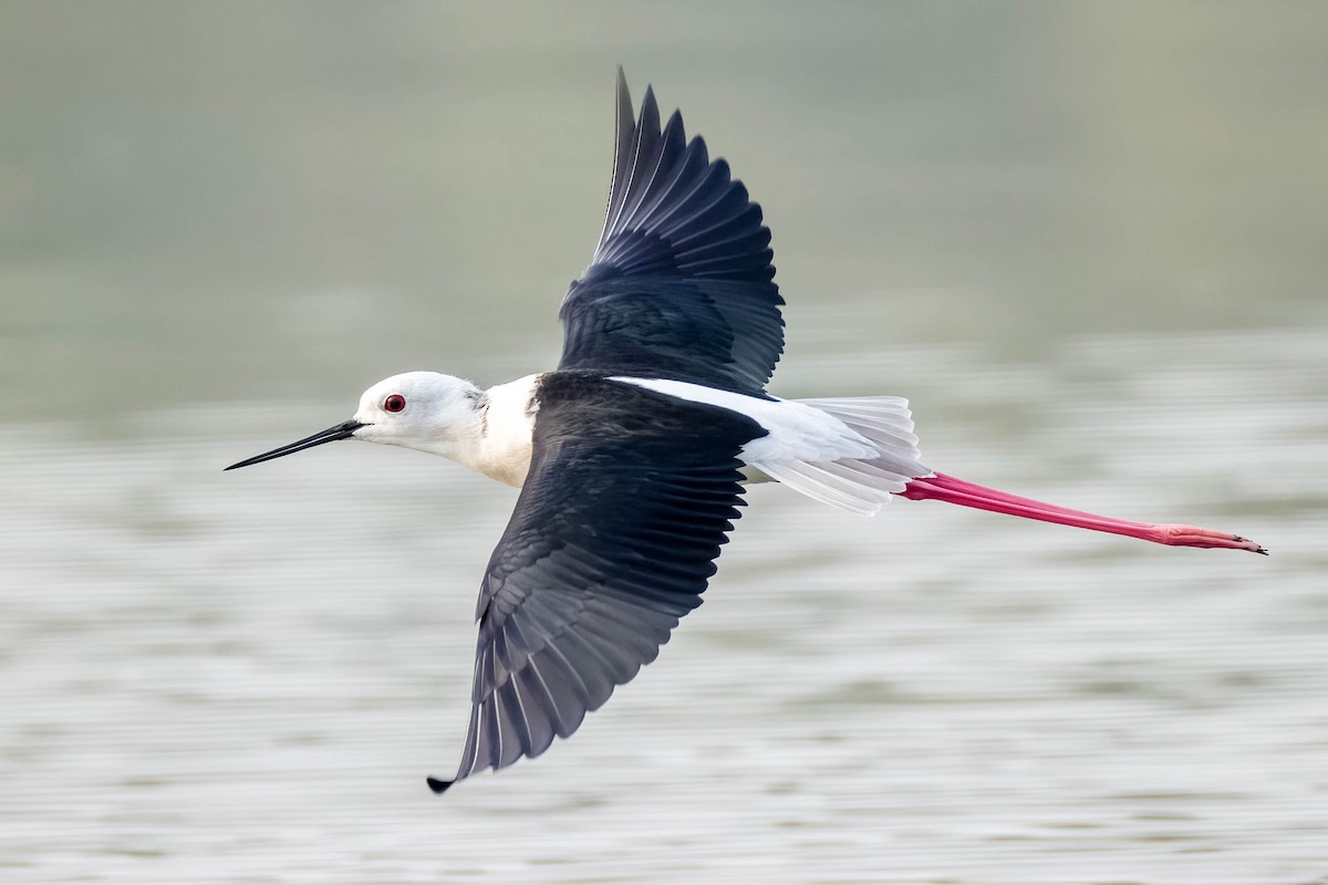 高蹺鴴 - ML645325840