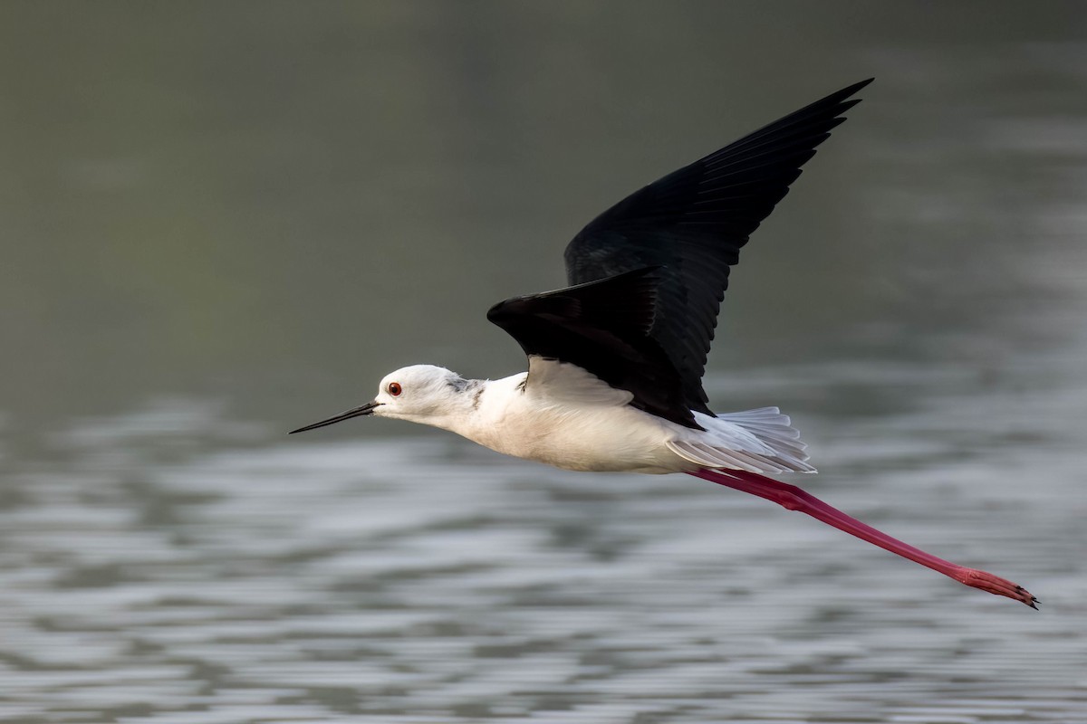 高蹺鴴 - ML645325841