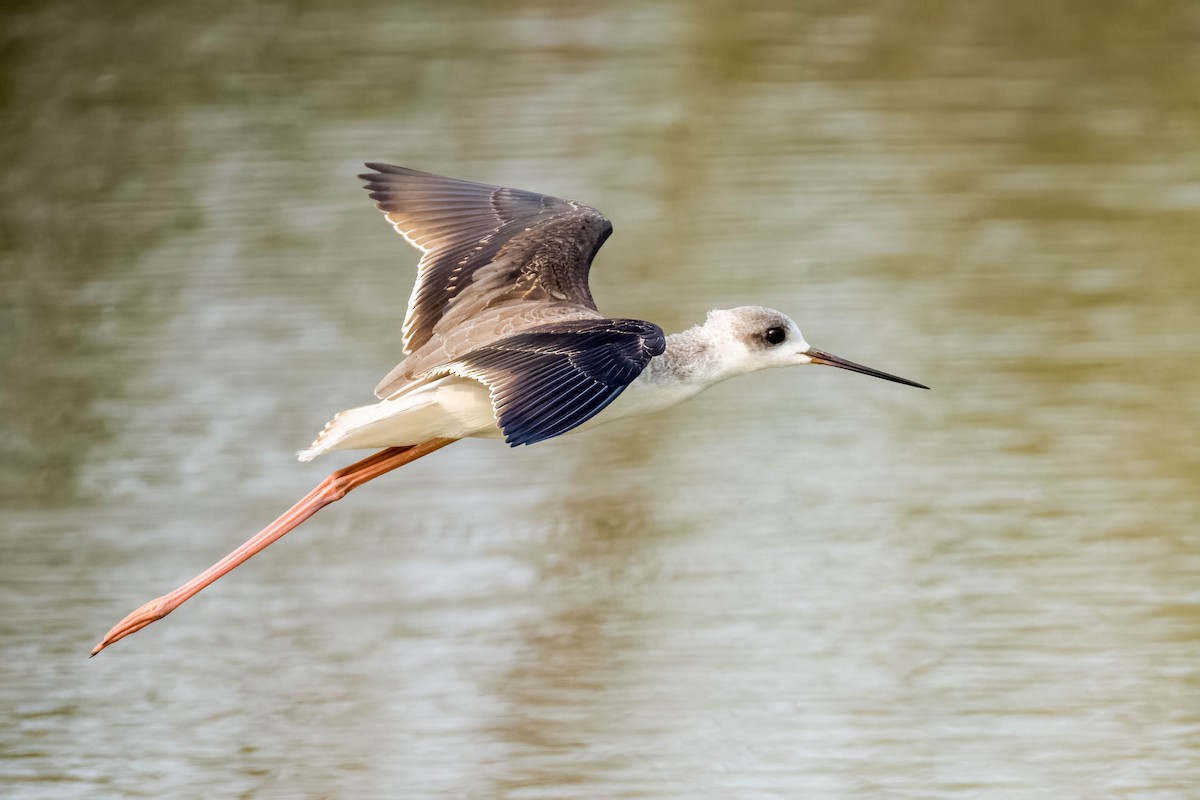 高蹺鴴 - ML645325842