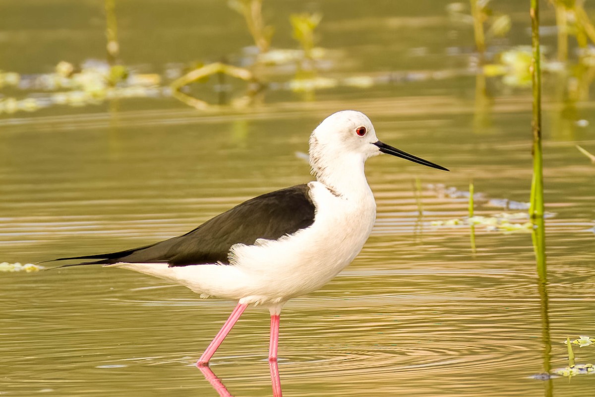 高蹺鴴 - ML645325843