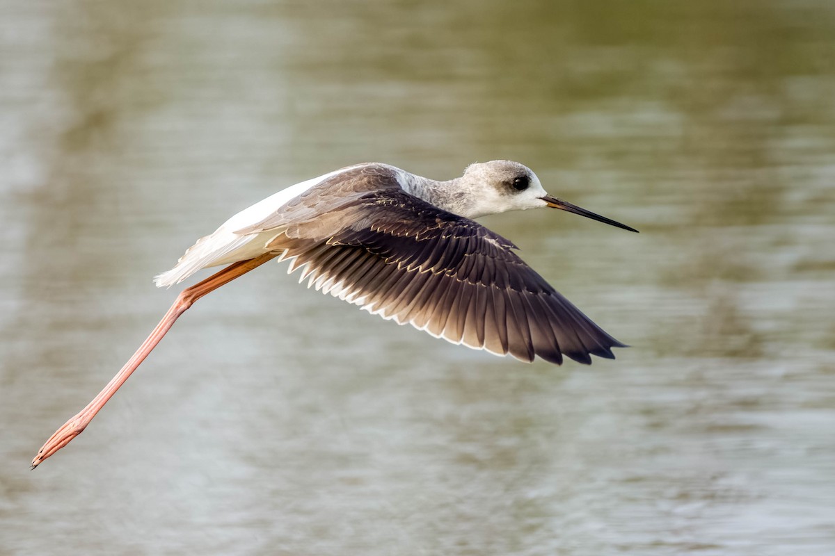 高蹺鴴 - ML645325844