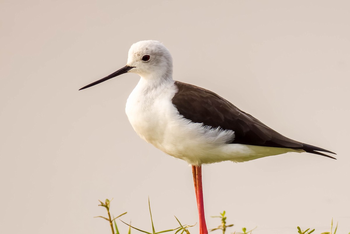 高蹺鴴 - ML645325845