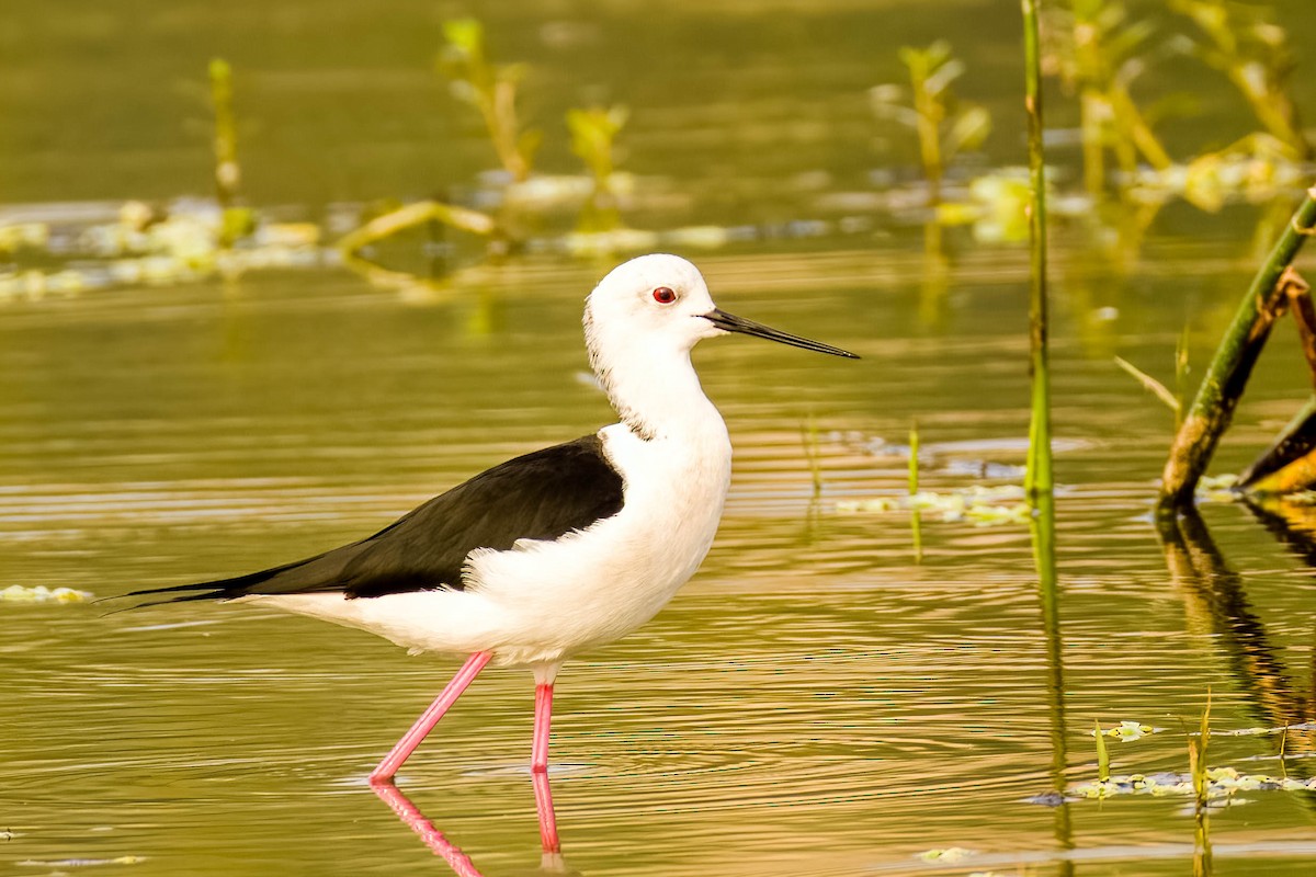 高蹺鴴 - ML645325846