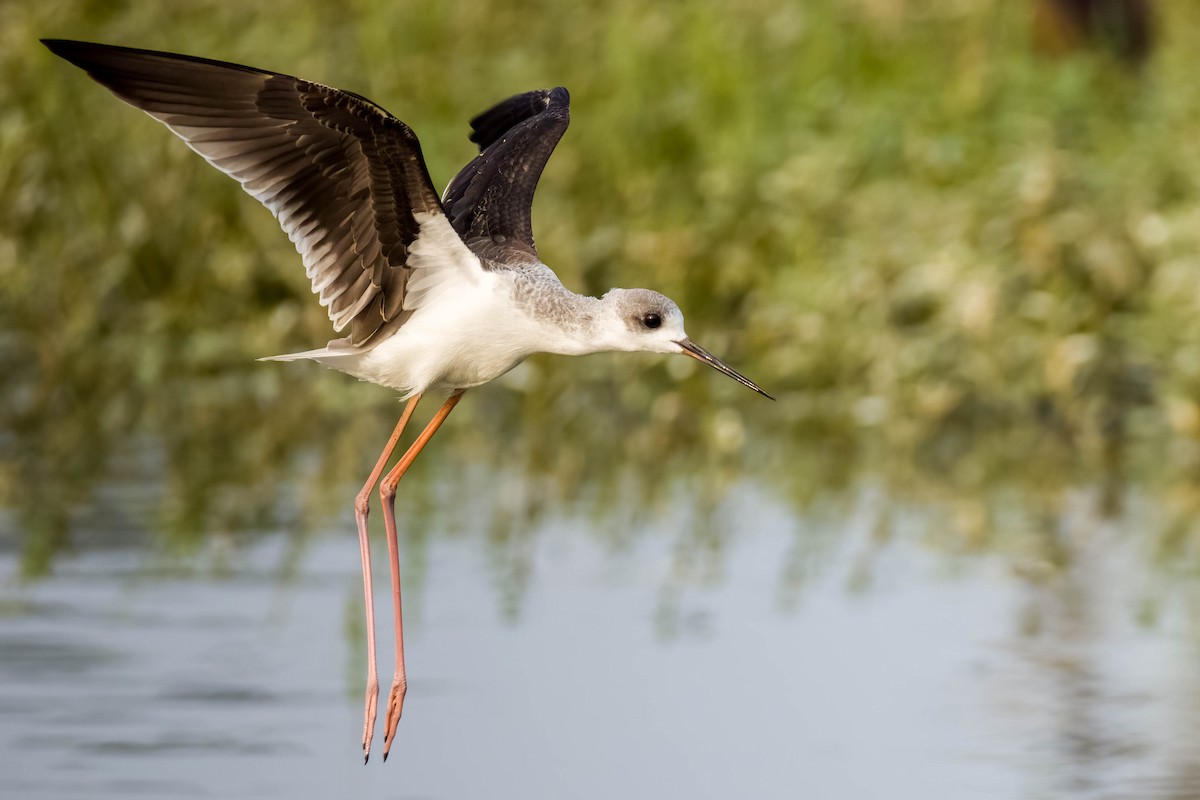 高蹺鴴 - ML645325847