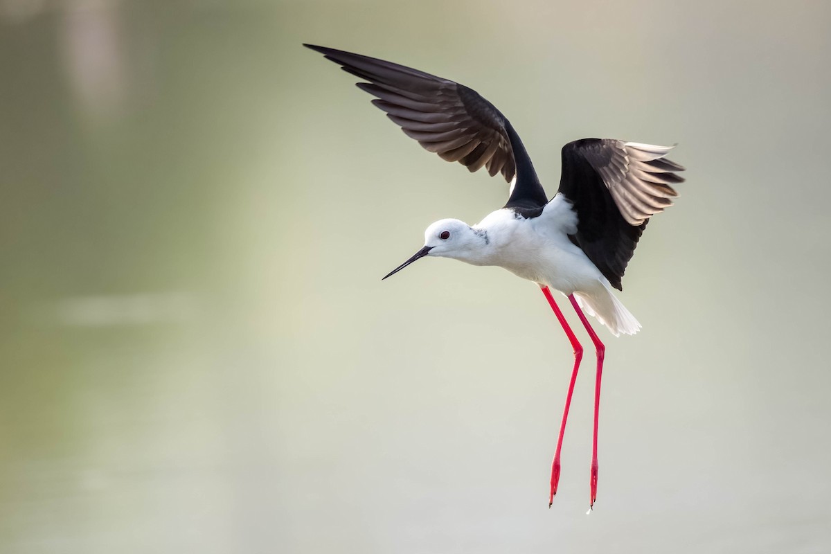 高蹺鴴 - ML645325848