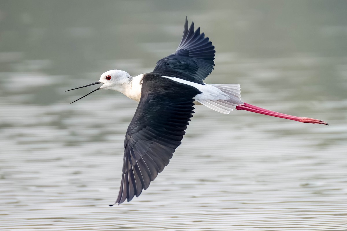 高蹺鴴 - ML645325849