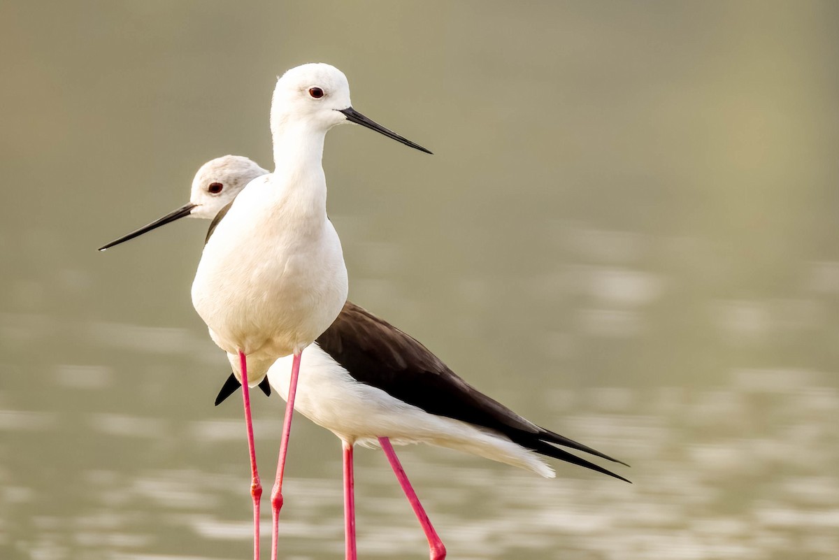 高蹺鴴 - ML645325850