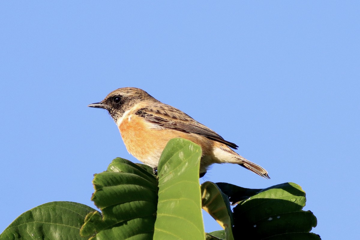 Трав'янка чорноголова - ML645325859