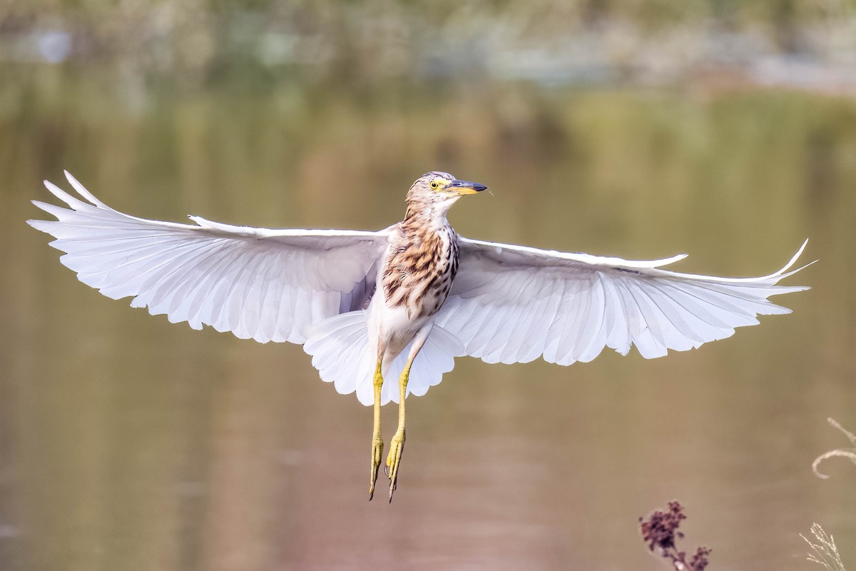 Hint Alaca Balıkçılı - ML645325860