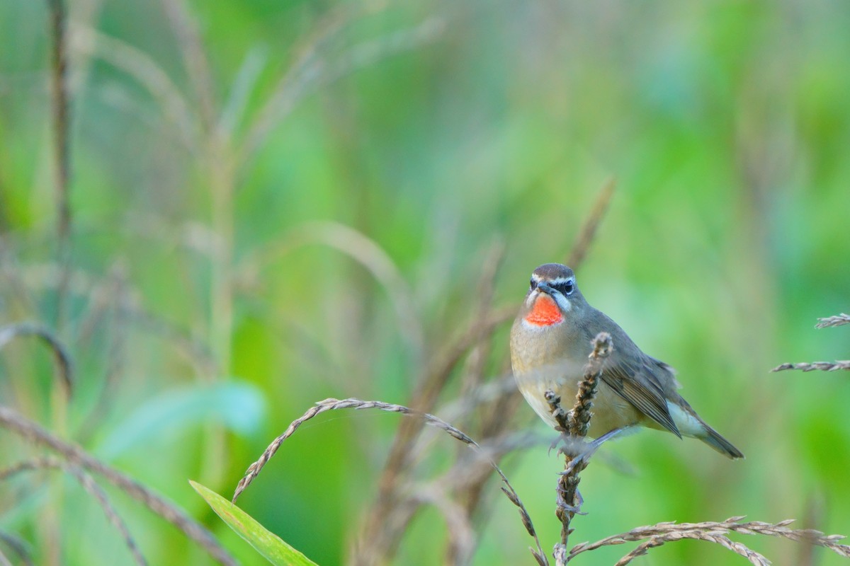 Siberian Rubythroat - ML645325869