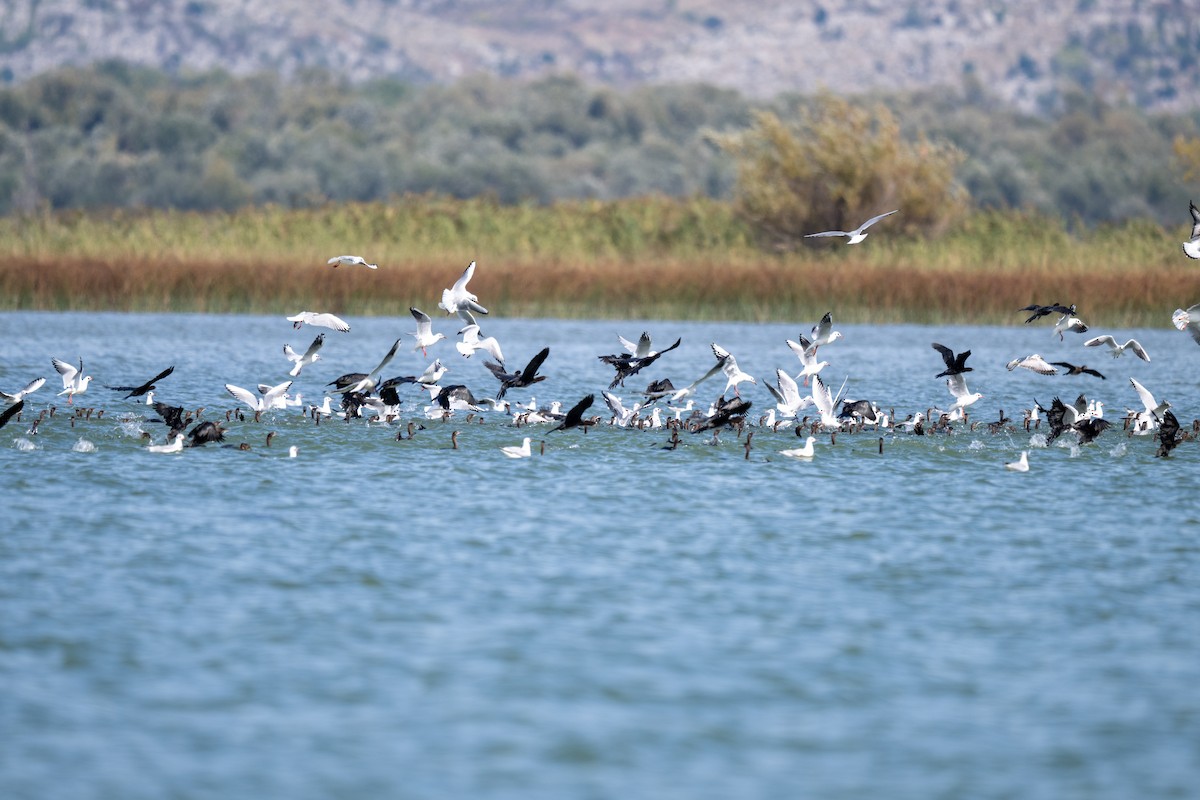 Ubarroi txikia - ML645325872